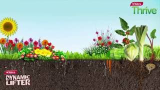 Yates Dynamic Lifter and Thrive (TVC): The Perfect Partnership to improve the soil and feed plants