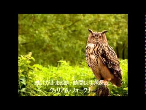 The saddest thing about love is that not only that it cannot last forever, but that heartbreak is soon forgotten.ウィリアム・フォークナー