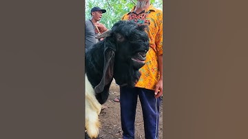 Thumbnail of Harga kambing jantan jumbo di Pasar Kambing Durenan Trenggalek #goat #dombahamil #domba #belajartern