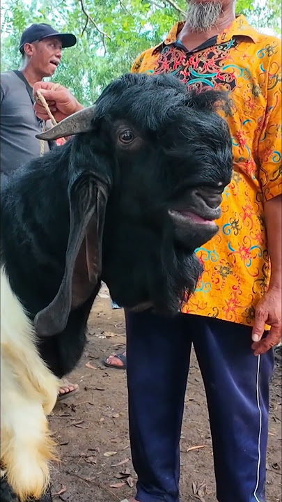 Harga kambing jantan jumbo di Pasar Kambing Durenan Trenggalek #goat #dombahamil #domba #belajartern