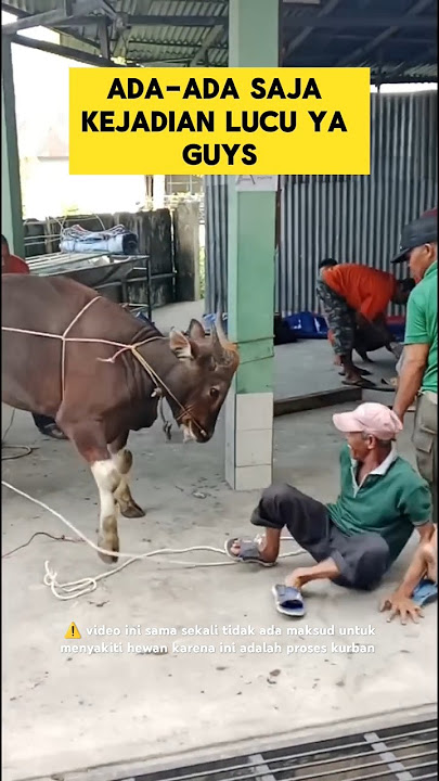 momen lucu ketika sapi kurban ngamuk sama panitia bikin ngakak ‼️#lucu #sapi #kurban #iduladha