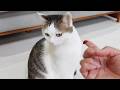 ラキサトーンが苦手な猫に穏便に与える方法。-How to smoothly give Laxatone to cats who don't like it.-