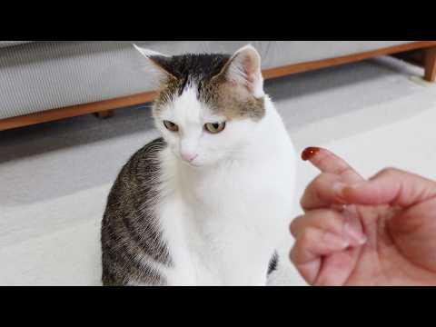 mugumogu - YouTube