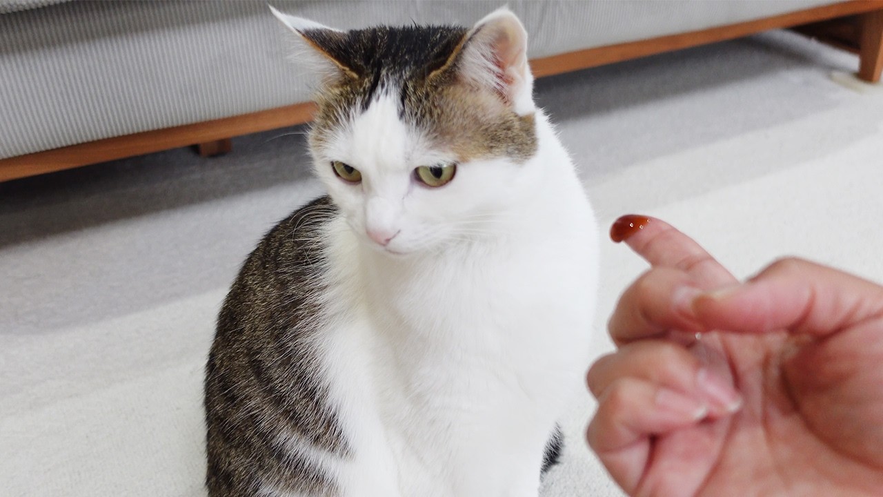 ラキサトーンが苦手な猫に穏便に与える方法。-How to smoothly give Laxatone to cats who don't like it.-
