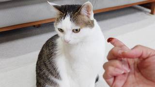 ラキサトーンが苦手な猫に穏便に与える方法。-How to smoothly give Laxatone to cats who don't like it.-