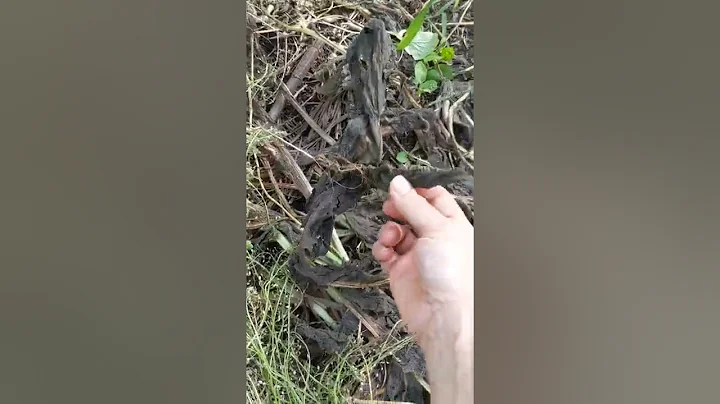 Jumanji 2021