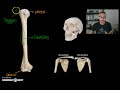 OSTEOLOGIA 3 - Relieves y depresiones