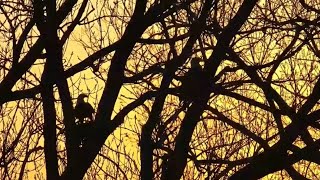 Decorah Eagles. HM \& HD bring sticks to tree by the road - explore.org 04-09-2024