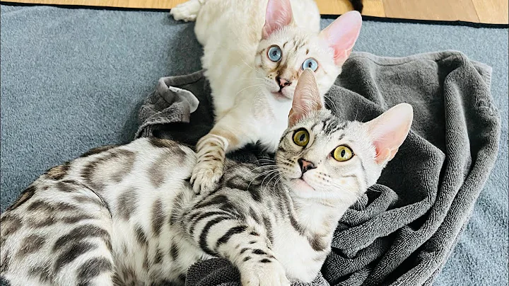 Watch the video about Cats Run and Play on Cat Wheel!