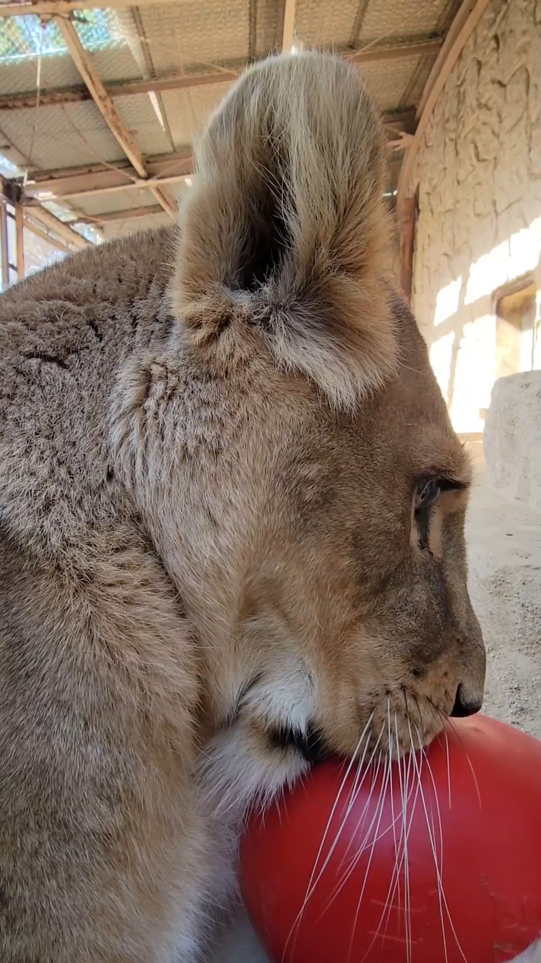 Lila's Valentine's Day #lion - YouTube