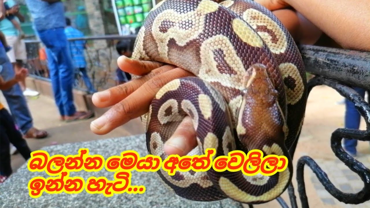 Ball Python | Biggest snakes attack | dehiwala zoo | wild animals #zoo ...