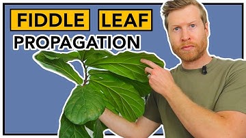 How to PROPAGATE Fiddle Leaf Fig AND Create Branching | How To Ep 23