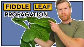 How to PROPAGATE Fiddle Leaf Fig AND Create Branching | How To Ep 23