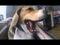 Why Beagles are Awesome!