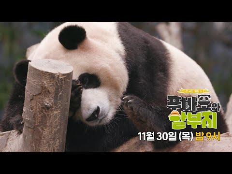 [<strong>11월</strong> 30일 예고] 흥미롭고 놀라운 바오 패밀리의 <strong>탄생</strong> 스토리 대공개! #푸바오와할부지 #SBSstory