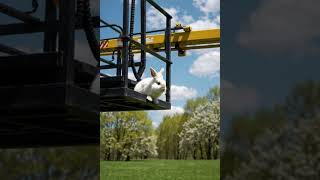 When you just wanted a snack but accidentally applied for a construction job 🐰🚧 #boomlift #fyp