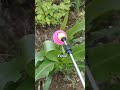 Insektisida Pertanian #insektisida #insektisida_ampuh