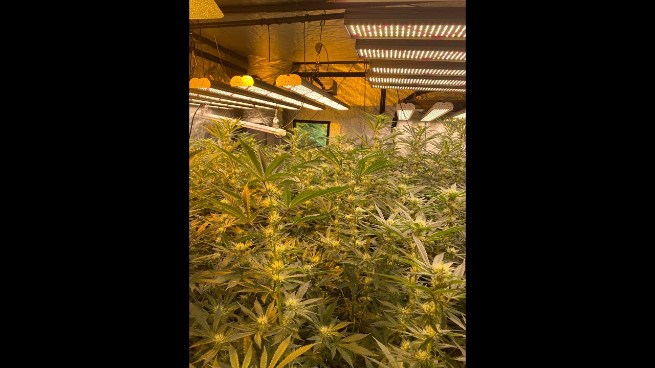 28 days in flowering Stardawg AKA Stardog & Skysaber 720w x4