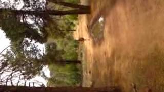 Friendly Emu.mp4