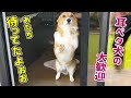 これだけ大歓迎してくれると飼い主冥利に尽きます(涙)【コーギー】