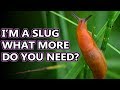 Slug facts the land gastropod  animal fact files