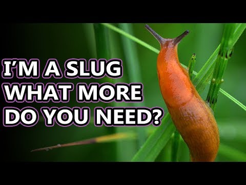 So How Exactly Does a Slug Move?