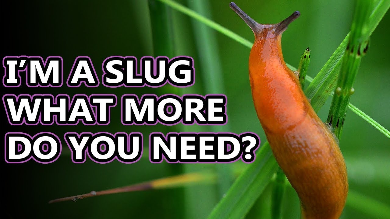Slug Facts: The Land Gastropods Without Shells | Animal Fact Files