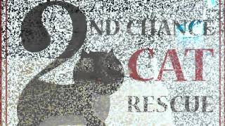 2nd Chance Cat Rescue Promo video
