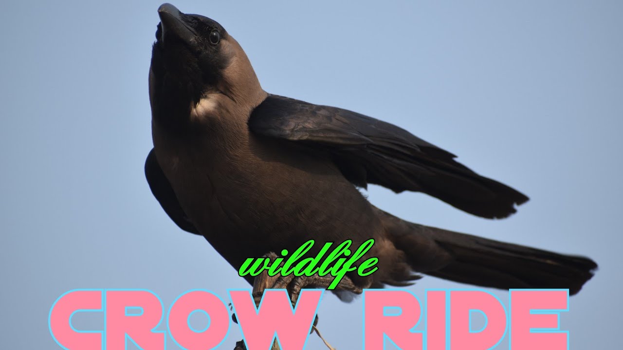 Crow Flying Above The Fishermen Flag On The Beach🏖new wm
