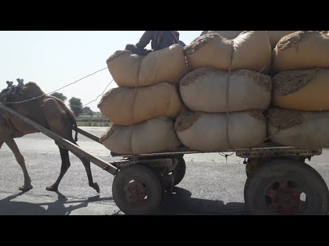 The Power Of Camel  Load Carrying Capacity Of Camel Cart