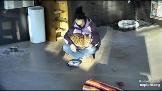 A breakfast date.  Mouser Savannah at Big Cat Rescue.