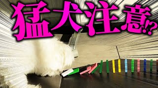 やんちゃ子犬のいる部屋でドミノ360個完成できるのか?【検証】 #45