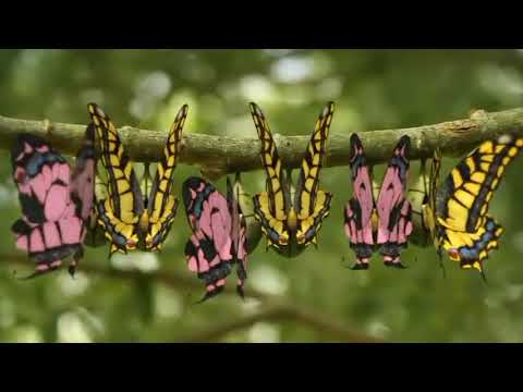 Minuscule - Different Colour