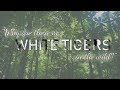 Why are there no WHITE TIGERS in the wild?