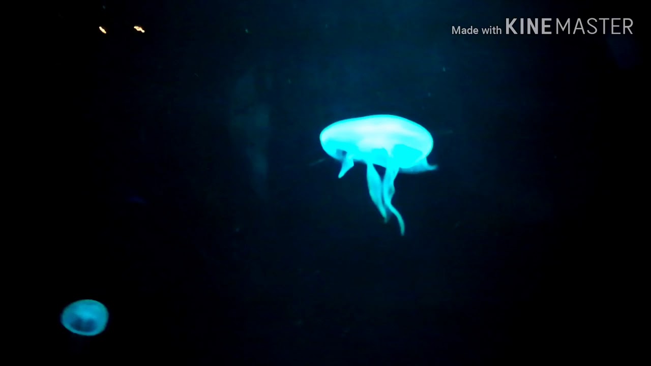 the-scientific-center-in-kuwait-youtube