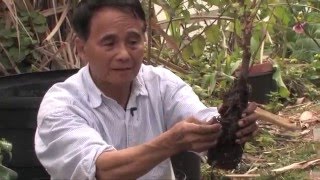 園藝達人黃依法介紹果树盆栽的方法与技巧