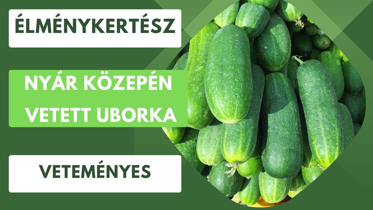 Nyár közepén vetett uborka is tud teremni, akár még ősszel is!🥒