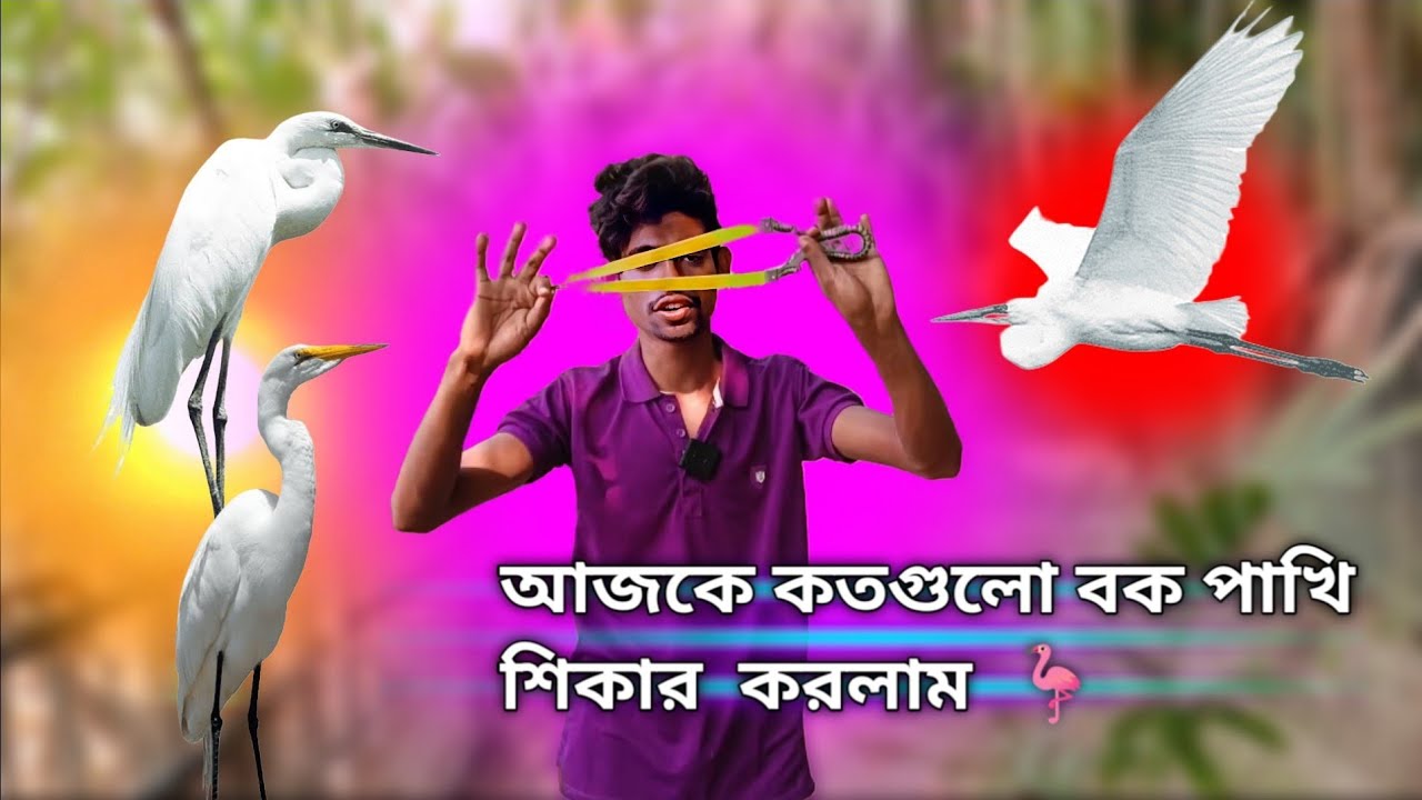 গুলতি দিয়ে বক পাখি শিকার করলাম।। Slingshots Hunting Birds 🦩।। সাদ বক পাখি।। 