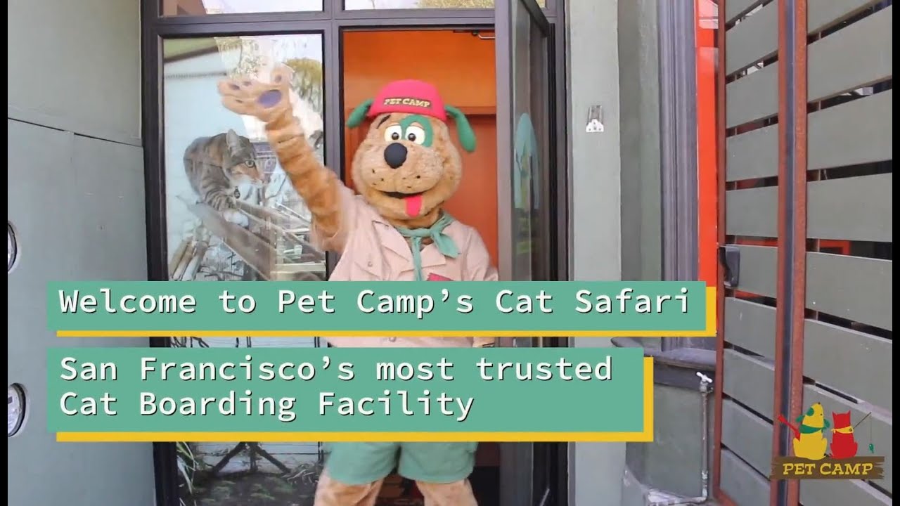 Cat Safari Tour Pet Camp San Francisco's Most Trusted Cat Boarding Facility YouTube