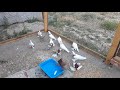 Капкан голуби