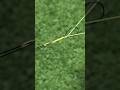 Albright knot braid to mono #shorts #fishing #tutorial