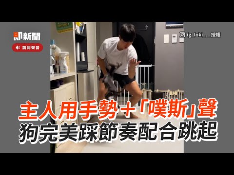 主人「噗斯」+揮手！狗狗完美配合節奏跳起｜寵物動物｜靈緹犬｜精選影片