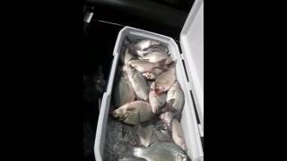 Hmong fishing  2016