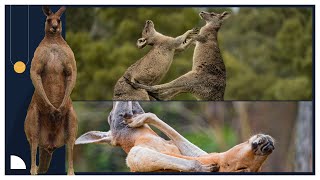Izitavunitse ziviramo imbere|| Ibiteye amatsiko ku mirwano ikaze ya Kangaroo Izitavunitse ziviramo imbere|| Ibiteye amatsiko ku mirwano ikaze ya Kangaroo