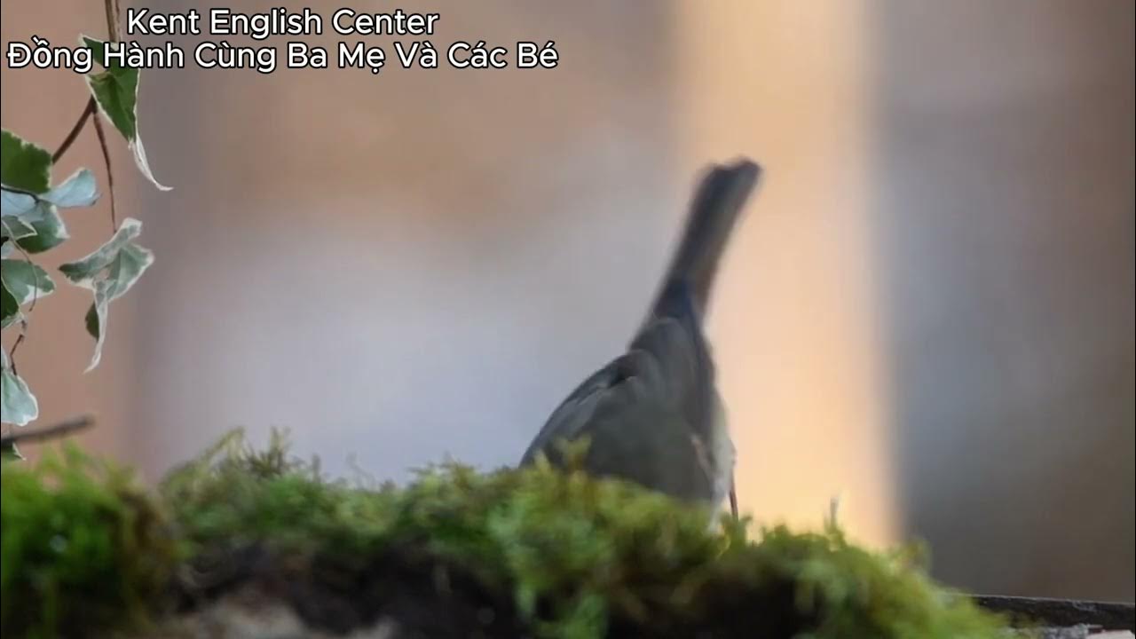 TOPIC_42 LIGHT BULBS KENT ENGLISH CENTER YouTube