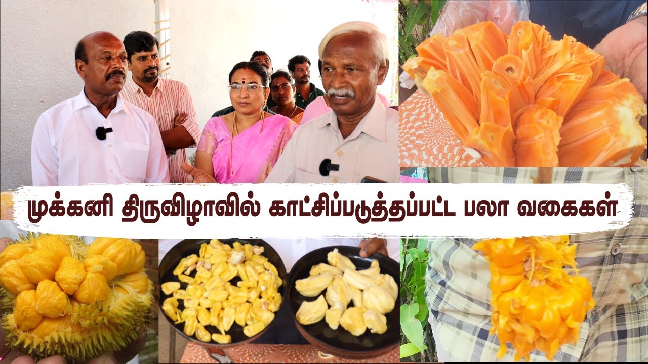 Glimpses of our Exhibition:120 varieties of Jackfruit | முக்கனி விழாவில்  120க்கும் மேலான பலா வகைகள்