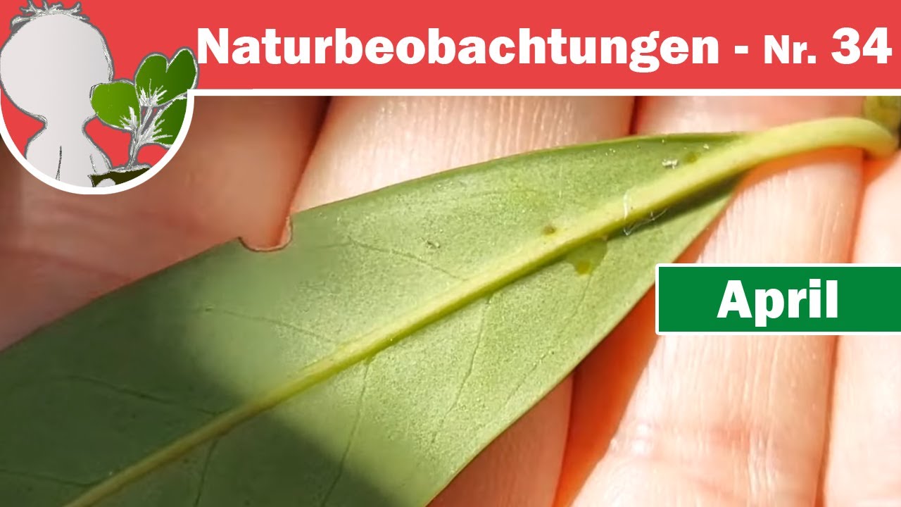 Naturbeobachtungen 34 - Florale- & extraflorale Nektarien (die 