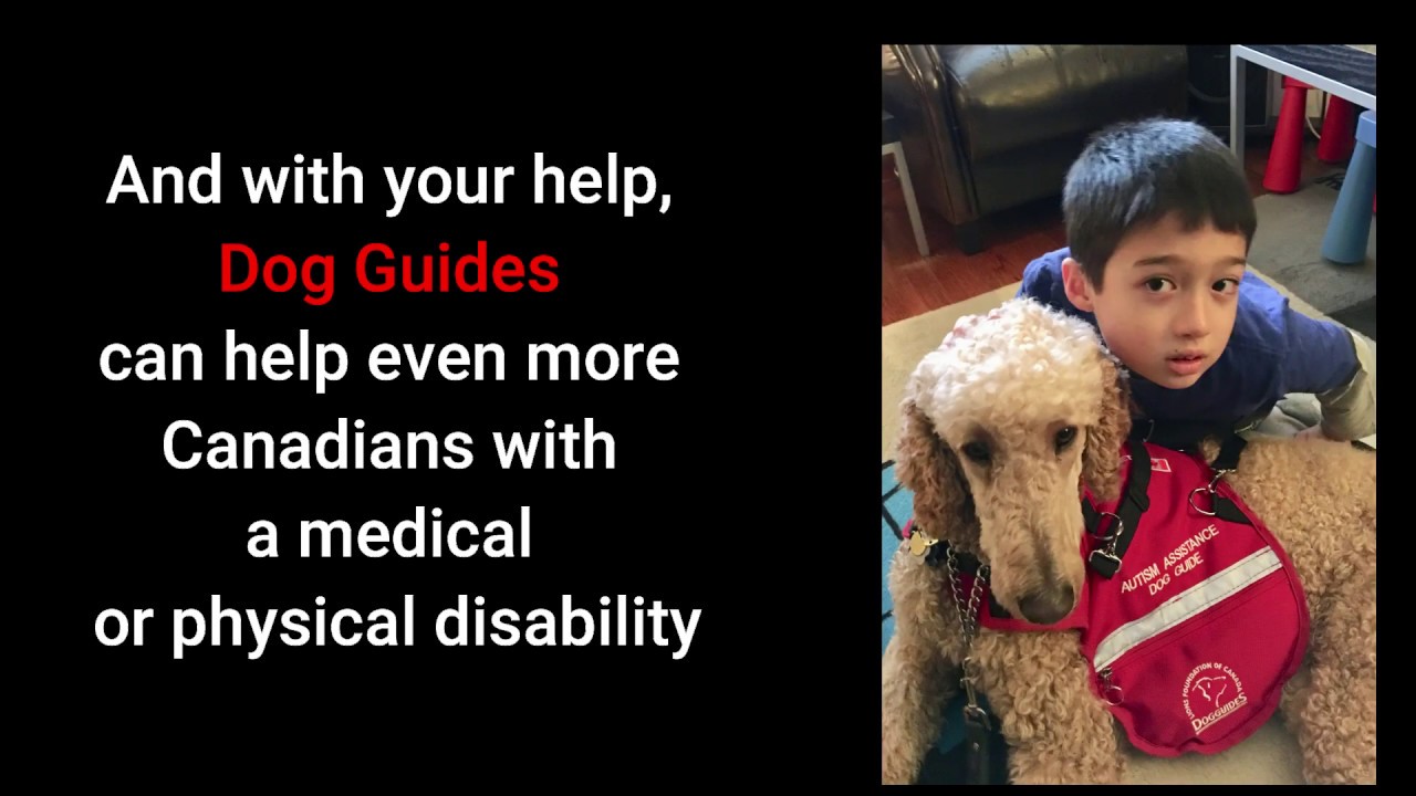 Join the Pet Valu Virtual Walk for Dog Guides Today! YouTube