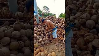 Cara Cepat Kupas Sabut Kelapa shorts