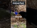 Nature's Architect: How the Male Satin Bowerbird Builds a Love Nest like No Other #animalfacts